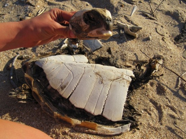 06 Turtle
