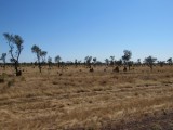 10 termites