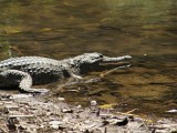 19 Croc