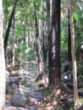 37 Zebedee Springs