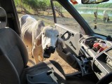 47 Psycow