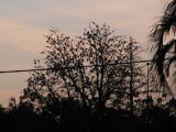 49 Birds
