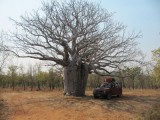 53 Giant Boab
