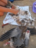3 feathers