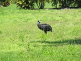 41 Cassowary