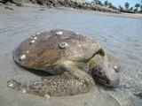 43 Turtle