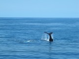 44 Whale watching
