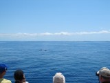 45 Whale watching
