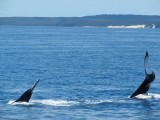 46 Whales