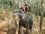 33 Elephant