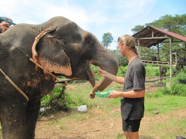 34 Elephant