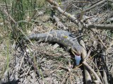09 Blue Tongue Lizard