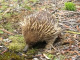 28 Echidna
