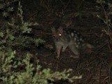47 Spotted Quoll