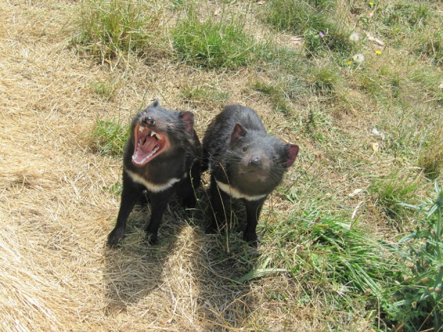 49 Tasmanian Devils