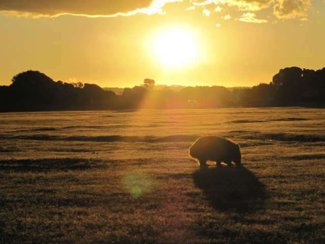 61 Wombat