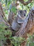 64 Koala