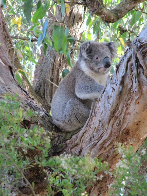 64 Koala