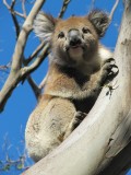 66 Koala