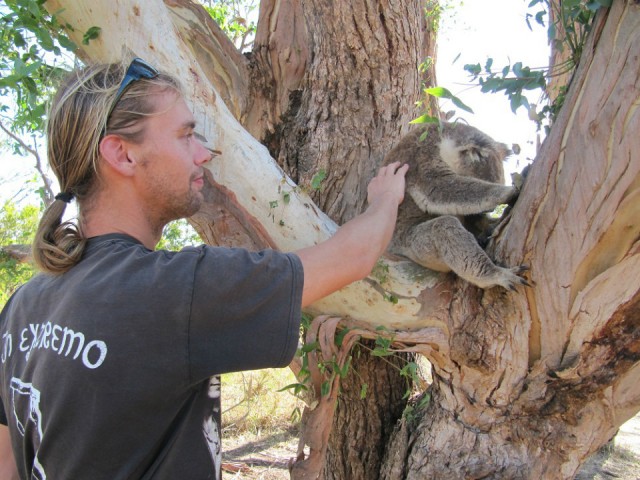 67 Koala