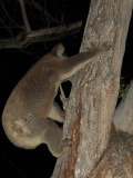 68 Koala