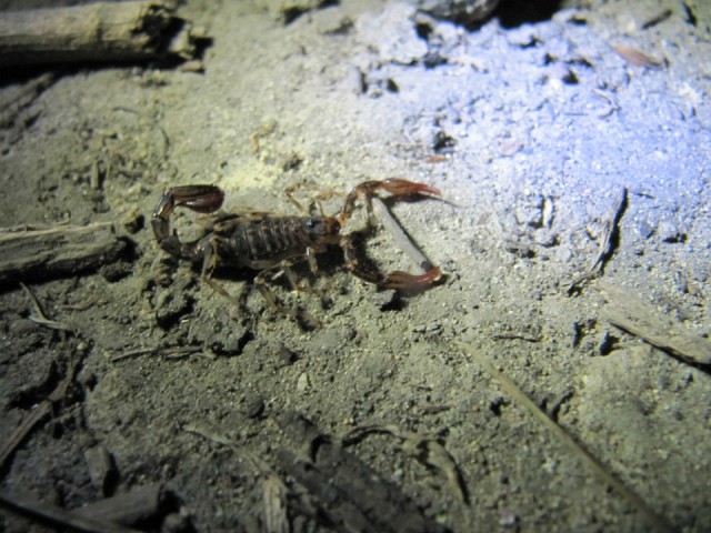 70 Scorpion