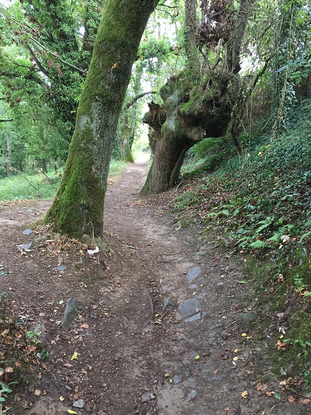 bomen