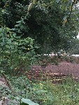 veel appelbomen