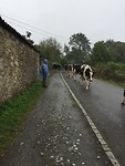de hele dag regen