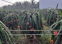 Dragonfruit (Pitiya) kwekerij