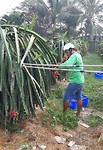 De oogst van dragonfruit