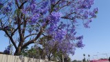 Jacaranda