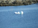 IMG_0100