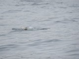 IMG_0016
