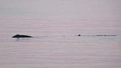 IMG_0014