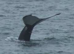 whale