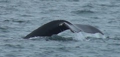 whale4