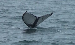 whale5