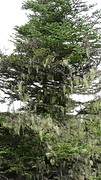 IMG_0011