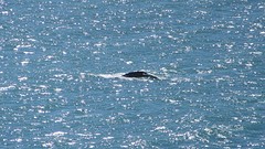 IMG_0039