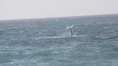 IMG_0086