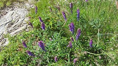 IMG_0035