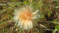 IMG_0060