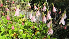 IMG_0061