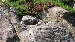 IMG_0075