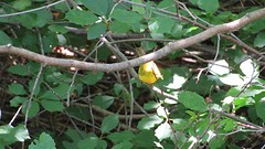 IMG_0035