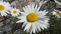 IMG_0010