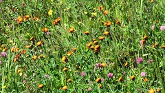 IMG_0011