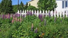 IMG_0012