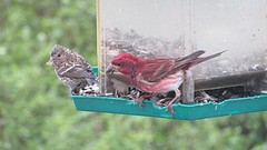 IMG_0070